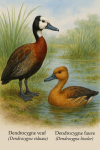 Illustration d'un Dendrocygne veuf (Dendrocygna viduata) et d'un Dendrocygne fauve (Dendrocygna bicolor) en action dans leur habitat naturel, avec leurs noms français et scientifiques visibles. Format 1025x1536.
