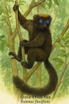 Lmur  front bleu (Eulemur flavifrons) en action dans son habitat naturel, format 1025x1536, avec les noms franais et scientifique visibles