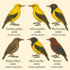 Dessine moi 6 Orioloids (oiseaux) d