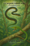 Illustration d'un Chrysopelea ornata (serpent volant orné) et d'un Oxybelis fulgidus (serpent liane vert) en action dans leur habitat naturel, avec leurs noms français et scientifiques visibles. Format 1025x1536.