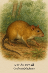 Gyldenstolpia fronto  Rat du Brsil en action dans son milieu naturel, avec son nom franais et scientifique visible