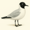 dessin de Saundersilarus saundersi, la mouette de Saunders, avec son plumage noir et blanc distinctif