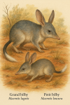 Dessine un Macrotis lagotis (Grand bilby) et un Macrotis leucura (Petit bilby ou bilby à queue blanche) en action dans leur milieu naturel. L'image doit inclure leurs noms en français et scientifiques, et être au format 1025x1536.