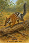 dessine moi un Myrmecobius fasciatus — numbat en action dans son milieu naturel dans un format de 1025*1536 avec son noms Français et scientifique