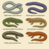 dessine moi 6 apodes (amphibiens) d