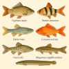 dessine moi 6 cypriniformes (poissons) d'espces diffrentes en couleurs sur fond clair en format 1024*1024 et leurs noms scientifique seulement.