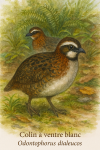Un couple de Colin  ventre blanc (Odontophorus dialeucos) en action dans leur habitat naturel, illustr dans un format vertical 1025x1536, avec leurs noms franais et scientifique visibles dans l'image