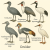 dessine moi 6 gruids (oiseaux) d'espces diffrentes en couleurs sur fond clair en format 1024*1024 et leurs noms scientifique seulement.