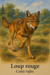 Loup rouge (Canis rufus) en action dans son milieu naturel, avec son nom franais et scientifique visible