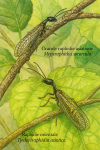 Illustration of Megaraphidia sororcula (Grande raphidie asiatique) and Tjederiraphidia asiatica (Raphidie orientale) in action in their natural habitat, with both French and scientific names labeled, in a 1025x1536 format