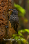 Geospiza difficilis septentrionalis (Pinson de Darwin  bec pointu) en action dans son milieu naturel, avec les noms Franais et scientifique visibles