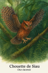 Chouette de Siau (Otus siaoensis) en action dans son habitat naturel, format 1025x1536, avec les noms 'Chouette de Siau' et 'Otus siaoensis' visibles