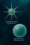 Illustration of Acanthometra sp. (Acanthomètre marin) and Collozoum inerme (Collozoaire inermé) in action in their natural marine environment, labeled with both French and scientific names, in a 1025x1536 format