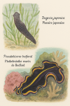 Illustration de Dugesia japonica (Planaire japonaise) et Pseudobiceros bedfordi (Plathelminthe marin de Bedford) en action dans leur milieu naturel, avec leurs noms français et scientifiques visibles. Format 1025x1536.