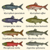 dessine moi 6 Scopelomorphes (poissons) d'espces diffrentes en couleurs sur fond clair en format 1024*1024 et leurs noms scientifique seulement.