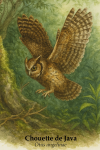 Chouette de Java (Otus angelinae) en action dans son habitat naturel, format 1025x1536, avec les noms franais et scientifique visibles