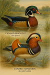 Canard branchu (Aix sponsa) et Canard mandarin (Aix galericulata) en action dans leur milieu naturel, format 1025x1536, avec leurs noms Franais et scientifiques