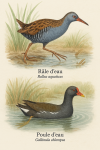 Draw a Water Rail (Rallus aquaticus) and a Common Moorhen (Gallinula chloropus) in action in their natural habitat, including their French and scientific names.
