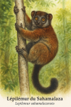Lpilmur du Sahamalaza (Lepilemur sahamalazensis) en action dans son milieu naturel, avec les noms Franais et scientifique visibles, format 1025x1536