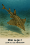 Raie requin (Rhinobatos rhinobatos) en action dans son milieu naturel, avec son nom franais et scientifique visible