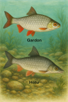 Draw a roach and a nase in action in their natural habitat, in a 1025x1536 format, with their names