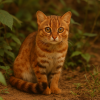 dessine un chat rubigineux de Ceylan dans son milieu naturel en couleur