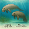 dessine moi un dugong et un lamantin en couleurs dans leur milieu naturel sur fond clair en format 1024*1024 et leurs noms scientifiques