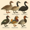 dessine moi 6 anseriformes (oiseaux) d'espces defrentes en couleurs sur fond clair en format 1024*1024 et leurs noms scientifique seulement.