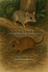 dessine moi Antechinus flavipes (Antechine à pieds jaunes) et Antechinus stuartii (Antechine brun) en action dans son milieu naturel avec leurs noms Français uniquement