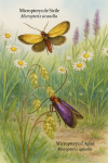 Micropterix sicanella (Micropteryx de Sicile) et Micropterix aglaella (Micropteryx d’Aglaé) en action dans leur milieu naturel, illustrés dans un format 1025x1536 avec leurs noms français et scientifiques visibles