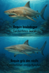 Carcharhinus leucas (Requin bouledogue) et Carcharhinus amblyrhynchos (Requin gris des rcifs) en action dans leur milieu naturel, format 1025x1536, avec leurs noms franais et scientifiques