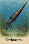 Draw an Orthoceras in its natural habitat, including its scientific name.