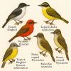 Dessine moi des 6 tyrannides (Passeriformes) d