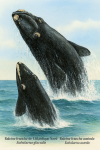 Illustration naturaliste de deux baleines franches dans leur habitat marin : en haut, une Eubalaena glacialis (Baleine franche de l’Atlantique Nord) nage lentement dans les eaux froides de l’Atlantique Nord, avec des callosités distinctives sur sa tête ; en bas, une Eubalaena australis (Baleine franche australe) effectue un saut spectaculaire hors de l’eau dans les mers tempérées de l’hémisphère sud. Les deux espèces sont représentées avec réalisme, dans un environnement océanique naturel, avec leur nom français et scientifique inscrit en légende.