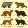dessine moi 6 mustelids (Mammifres) d'espces differentes en couleurs sur fond clair en format 1024*1024 et leurs noms scientifique seulement