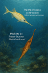 Draw a Halimochirurgus centriscoïde (Halimochirurgus centriscoides) and a Mephisto de Fraser-Brunner (Mephisto fraserbrunneri) in action in their natural habitat, with their French and scientific names displayed.