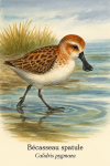 Un Bcasseau spatule (Calidris pygmaea) en action dans son habitat naturel, format 1025x1536, avec les noms franais et scientifique visibles