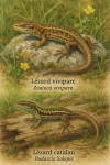 dessine moi un Lézard vivipare (Zootoca vivipara) et un Lézard catalan (Podarcis liolepis) en action dans leur milieu naturel dans un format de 1025*1536 avec leurs noms Français et scientifique