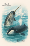Narval (Monodon monoceros) et Baleine boréale (Balaena mysticetus) en action dans leur milieu glacial, avec leurs noms français et scientifiques visibles, format 1025x1536