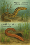 Draw a swamp eel (Synbranchus marmoratus) and a rice field eel (Monopterus albus) in action in their natural habitat, with their French and scientific names displayed.
