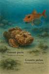 Draw a Stonefish (Symanceia verrucosa) and a Tub Gurnard (Chelidonichthys lucerna) in action in their natural habitat, with their French and scientific names displayed.