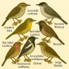 Dessine moi des 6 Sylvioids (Passeriformes) d'espces diffrentes en couleurs sur fond clair en format 1024*1024 et leurs noms scientifique seulement.