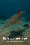 Raie guitare lisse (Rhynchobatus laevis) en action dans son milieu naturel, avec son nom franais et scientifique visible, format 1025x1536