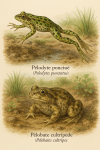 Draw a Spotted Pelodyte (Pelodytes punctatus) and a Western Spadefoot (Pelobates cultripes) in action in their natural habitat, with their French and scientific names displayed.