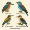 dessine moi des coraciiformes (oiseaux) de differentes espces en couleurs sur fond clair en format 1024*1024 et leurs noms scientifique seulement.