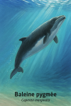 Illustration of a Caperea marginata (Baleine pygmée) swimming gracefully in its natural habitat, the temperate southern ocean waters. The whale is shown in motion, gliding near the surface with a trail of bubbles, surrounded by soft light filtering through the water. Include subtle kelp and plankton in the background to evoke its feeding environment. Label the image with both its French name 'Baleine pygmée' and scientific name 'Caperea marginata'. Format: 1025x1536.