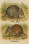 Potorous tridactylus — Potorou à long nez et Potorous gilbertii — Potorou de Gilbert en action dans leur milieu naturel, avec leurs noms français et scientifiques visibles, format 1025x1536
