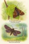 Illustration of Eriocrania komaii (Ériocranie de Komai) and Eriocrania sakhalinella (Ériocranie de Sakhaline) in action in their natural habitat, labeled with both French and scientific names, in a 1025x1536 format