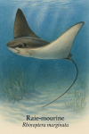 Illustration of a Rhinoptera marginata (Raie-mourine) in action in its natural habitat. The scene shows the ray gliding gracefully above a sandy seabed with scattered rocks and seagrass, in clear coastal waters of the eastern Atlantic. The ray's diamond-shaped body and wing-like pectoral fins are prominently displayed in motion. Include the French name 'Raie-mourine' and the scientific name 'Rhinoptera marginata' clearly labeled in the image. Format: 1025x1536.