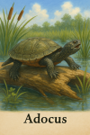 Draw an Adocus in action in its natural habitat, including its scientific name.